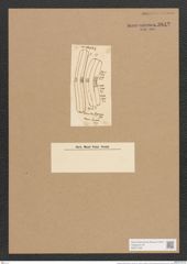 Achnanthes grevoriana Grev. (de-Toni-Nr.: Genus 43, Species 1943) Zeichnungen Sammlung Grunow Nr. 3842 (NHMW-BOT-W0371535)